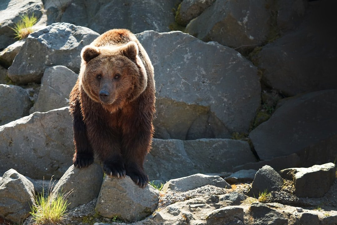 Photo Grizzly bear