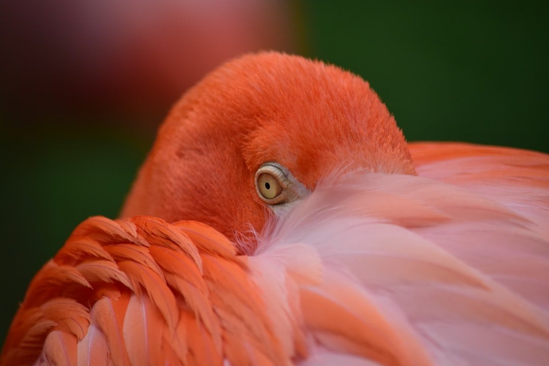 Photo Flamingo habitat
