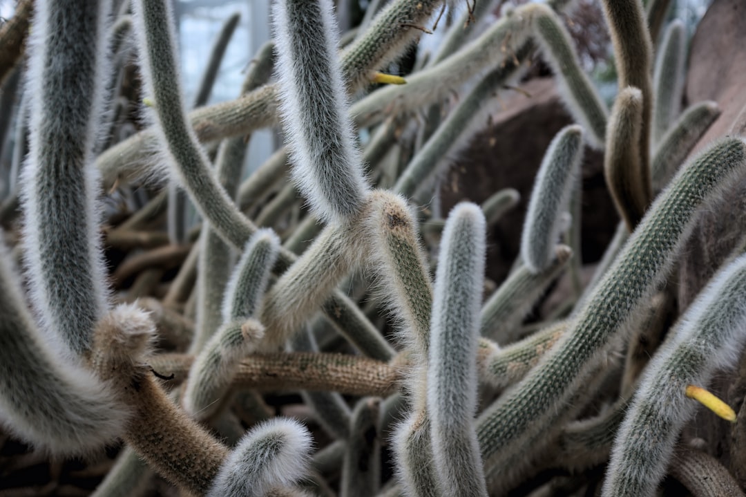 Photo Snow-covered desert