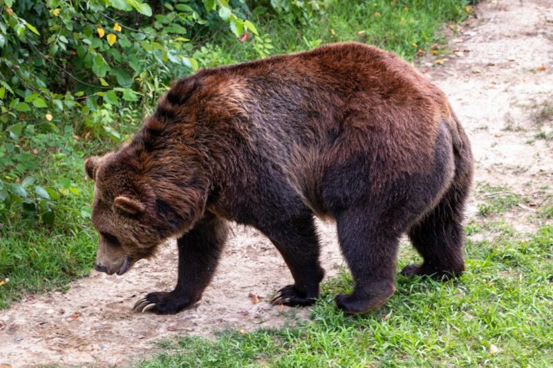 Are There Grizzly Bears in Nevada: A Look at the State’s Wildlife History