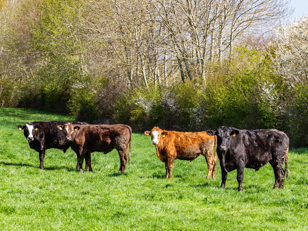 Photo Cattle grazing