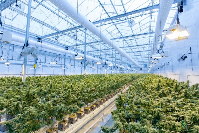 Can Nevada Employers Test for Weed?