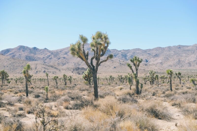 Exploring the Wonders of Nevada: A Traveler’s Guide