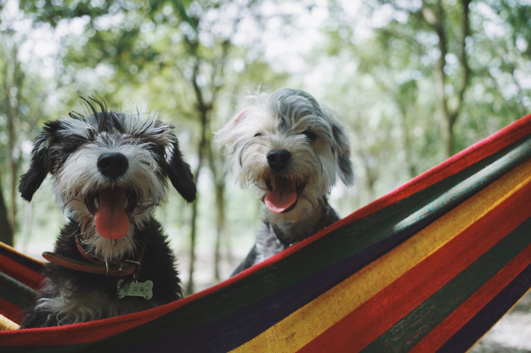 Photo Pet-friendly hotel