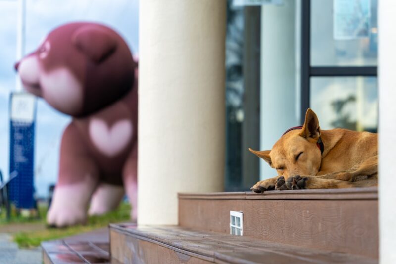 Pet Friendly Hotels in Tonopah, Nevada
