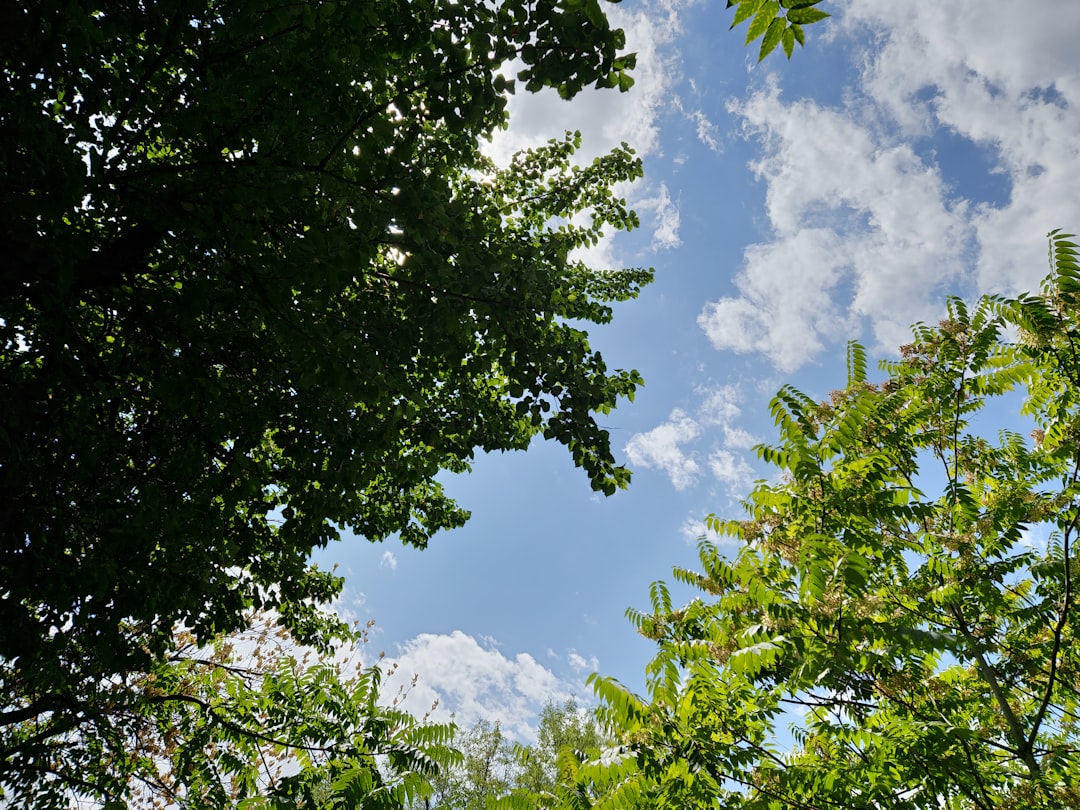 Photo Sunny skies