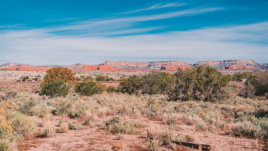 Desert landscape