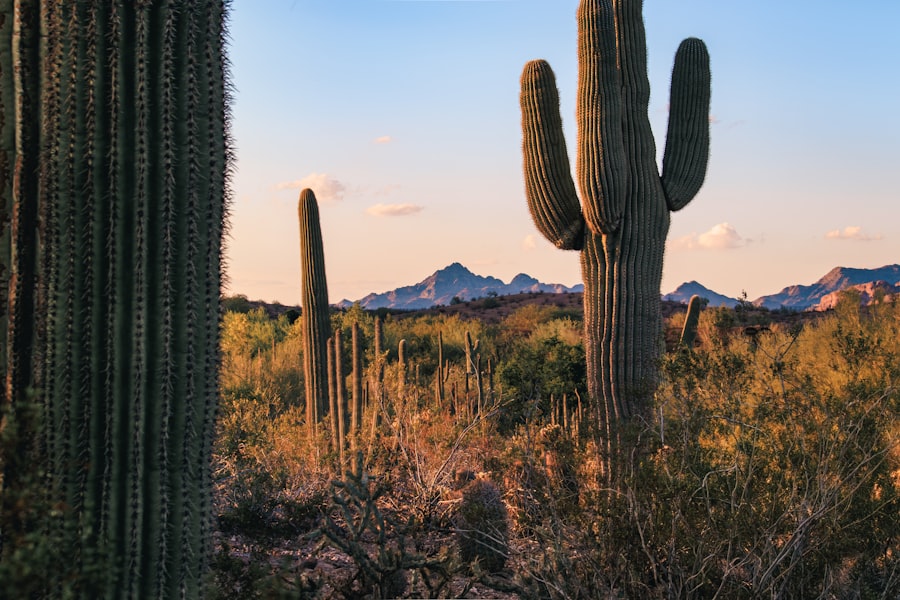 Desert landscape