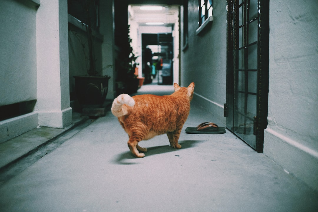 Photo pet friendly hotels