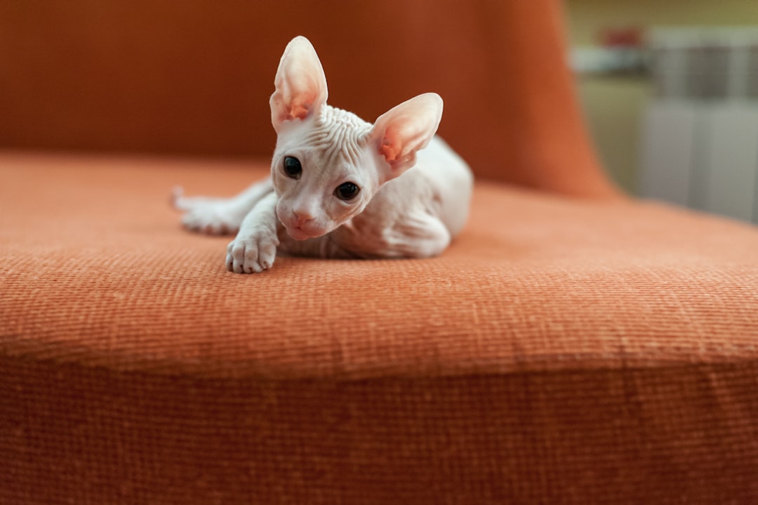 Explore Pet-Friendly Hotels in Nevada City, CA
