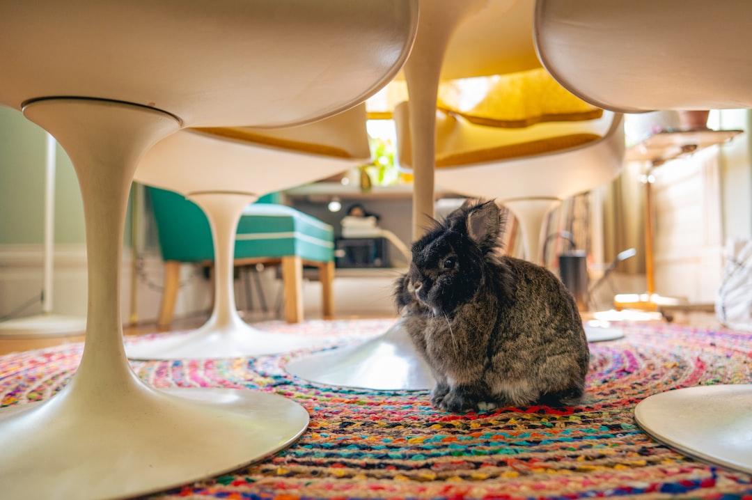 Photo pet friendly hotels