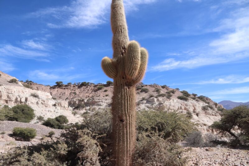 Discovering the Natural Beauty of Las Vegas: A Guide for Nature Lovers