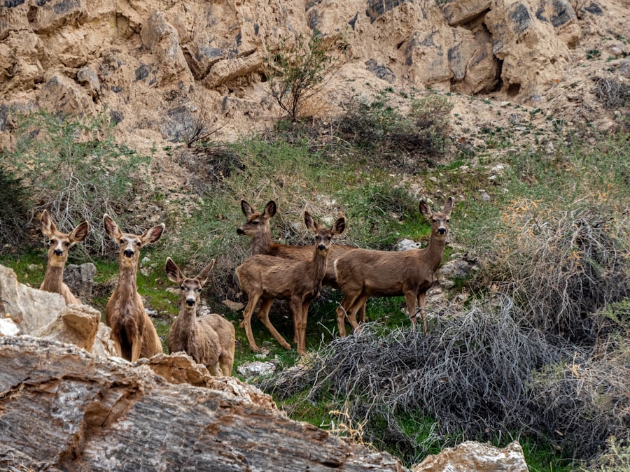 Photo las vegas nature lovers